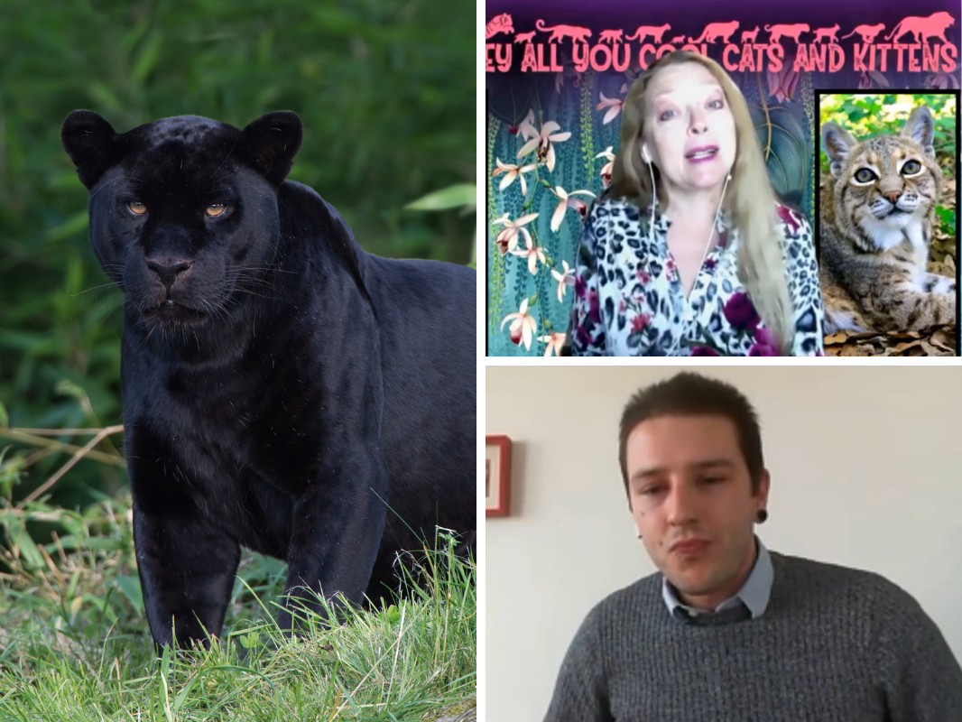 WATCH: Big Cats On The Isle Of Wight? Tiger King's Carole Baskin Thinks It's Possible - Vimarsana News
