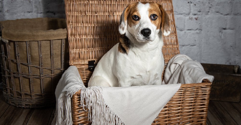 Dog hamper stock