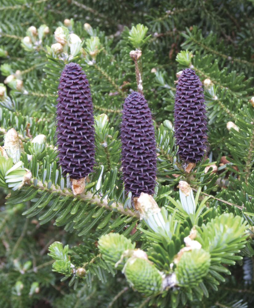 Mini Redwood Pine Cones