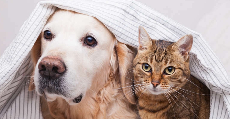 experts-urge-owners-to-start-preparing-their-pets-for-bonfire-night