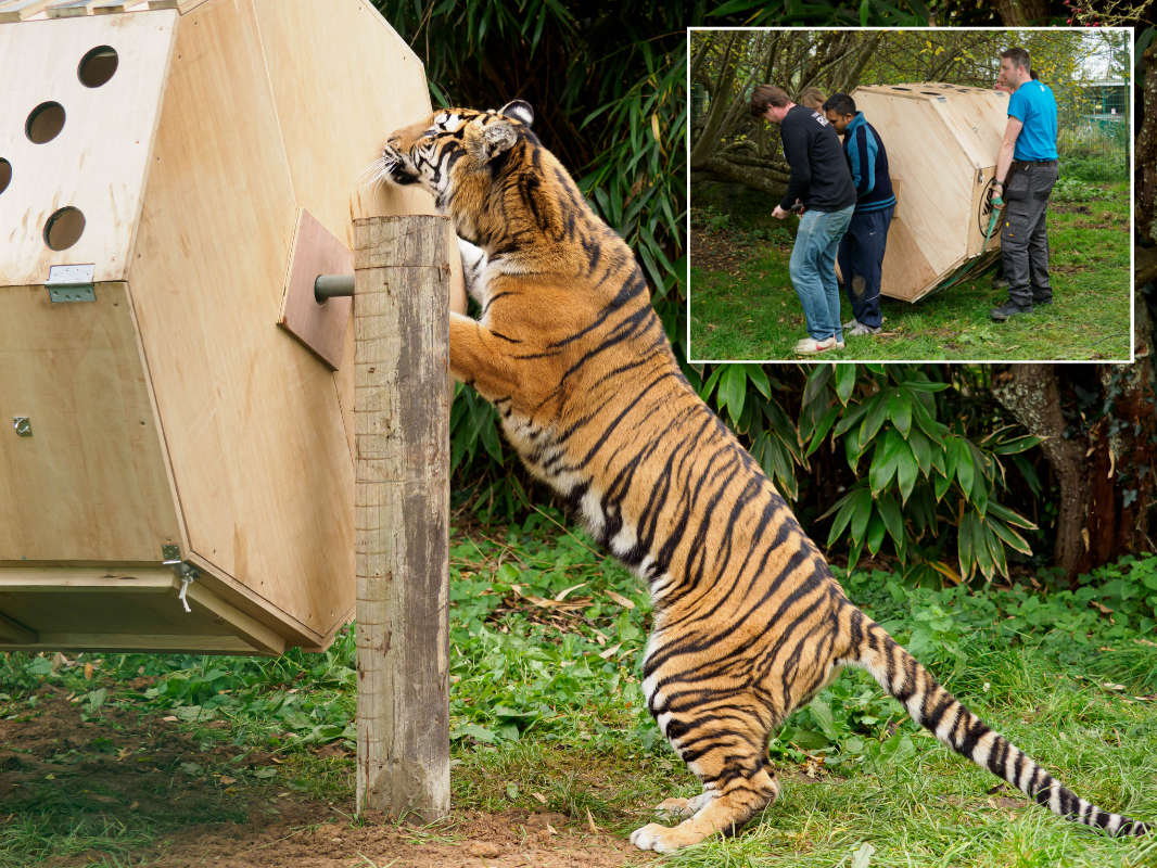 Royal Navy Delivers 'Tiger Tombola' To Isle Of Wight Animal Sanctuary -  Isle of Wight Radio