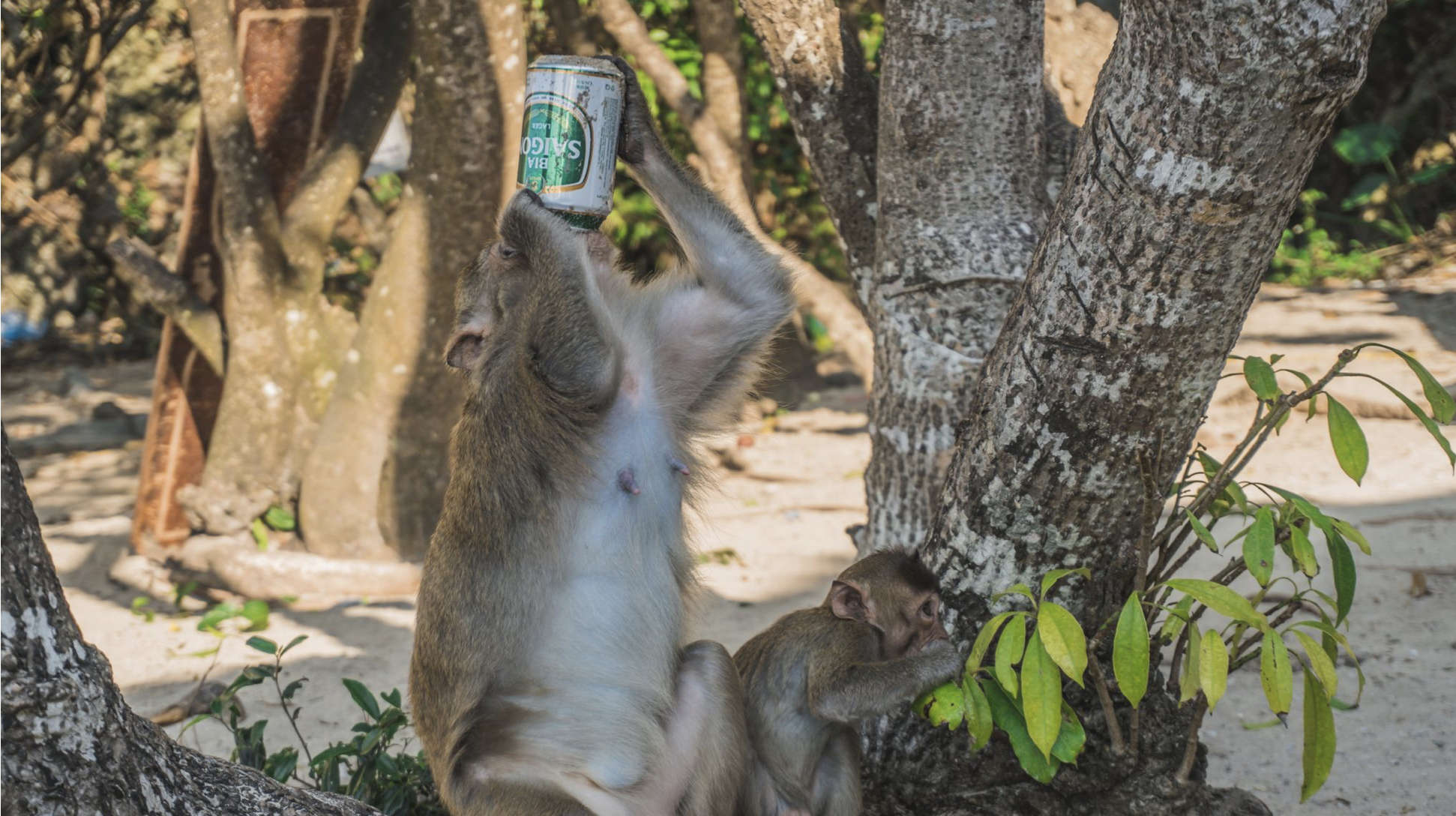 Breakthrough Treatment Reduces Drinking By 50 In Alcoholic Monkeys