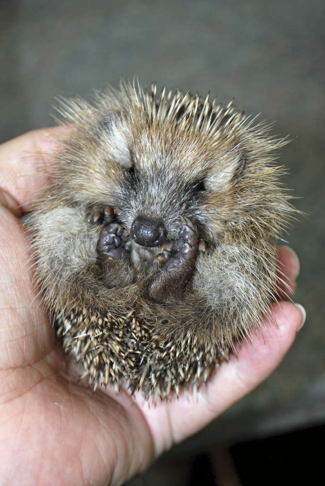 Hedgehog Wildlife Hospital Charity Gift Sponsorship