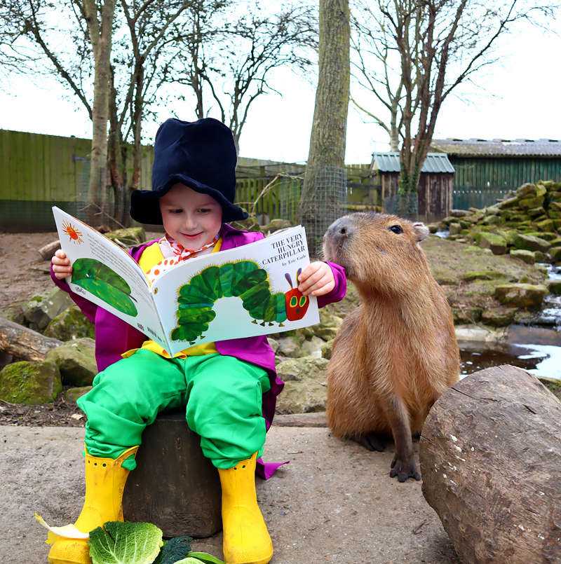 Angus reads the Hungry Caterpillar to Augustus the capybara