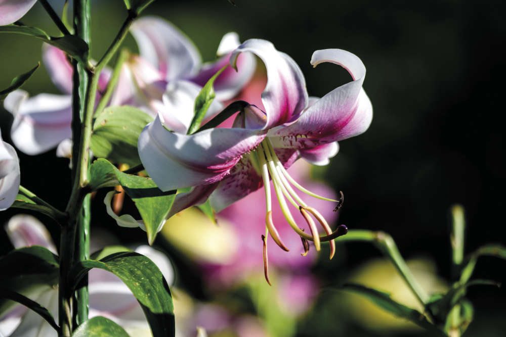 Hypnotic Blooms - Sussex Living