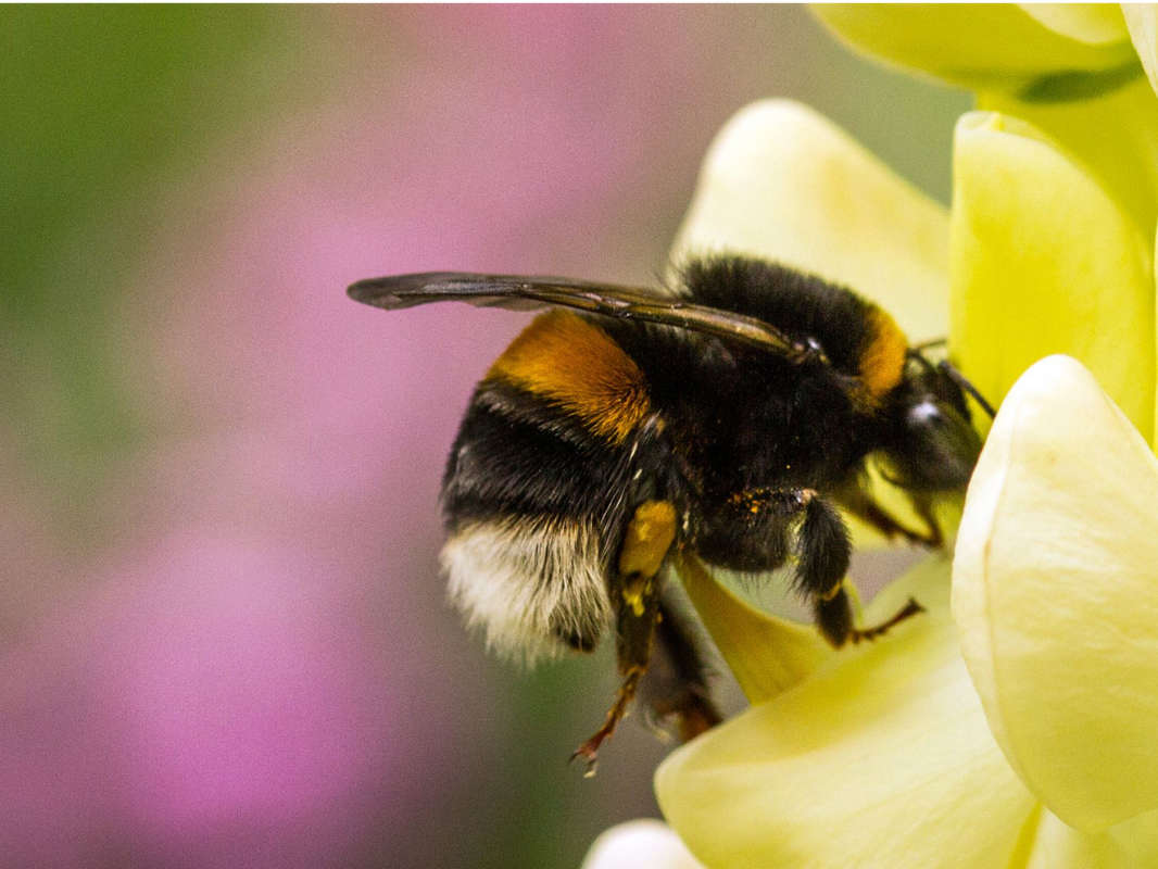 this-summer-s-heatwave-could-have-been-bad-for-british-bumblebees