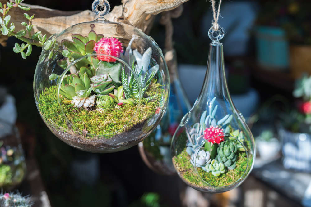 Colony X: Terrarium Moss Botanical Sculpture - Terrarium Creations