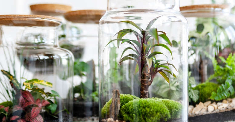 Gardening: During dreary days of winter, terrariums bring green inside