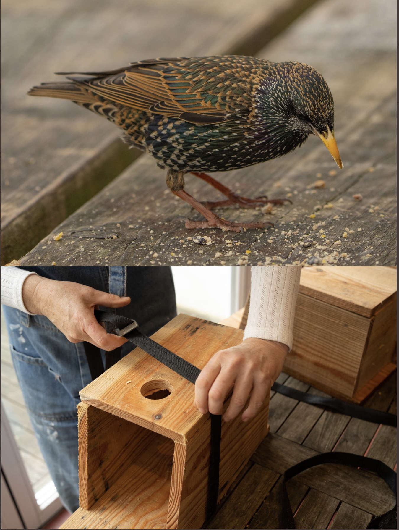 Starlings Welcomed Back To Brighton: Nest Boxes Distributed To Schools