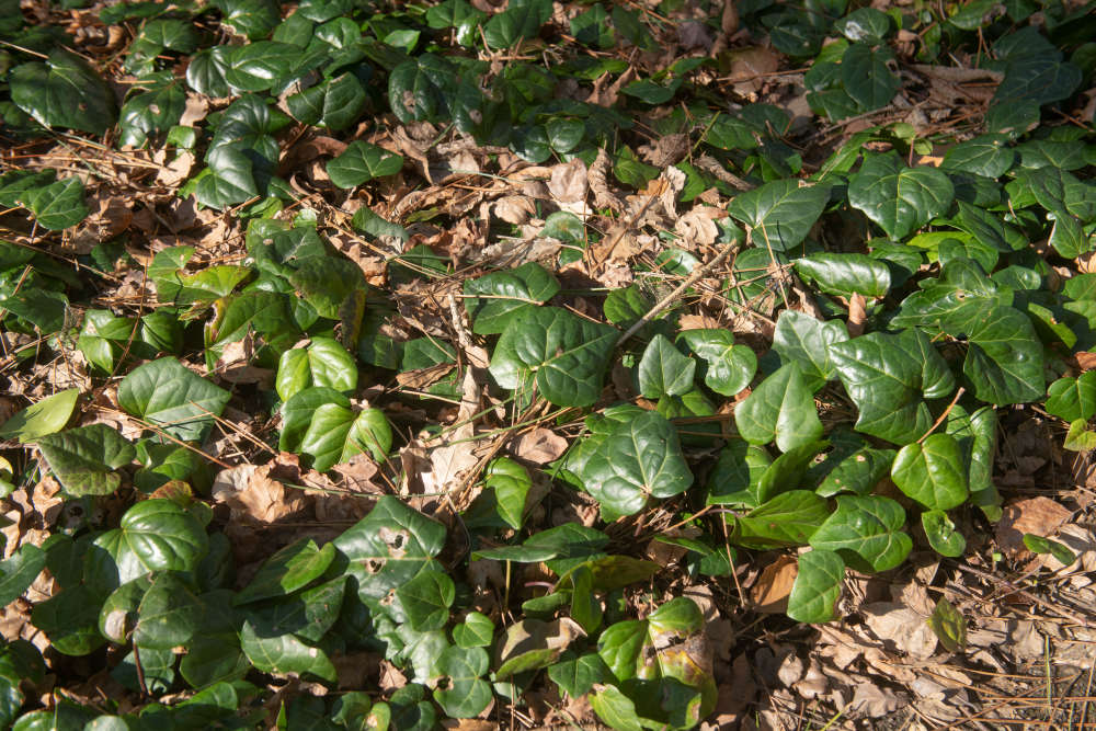 Ivy growing in the Winter