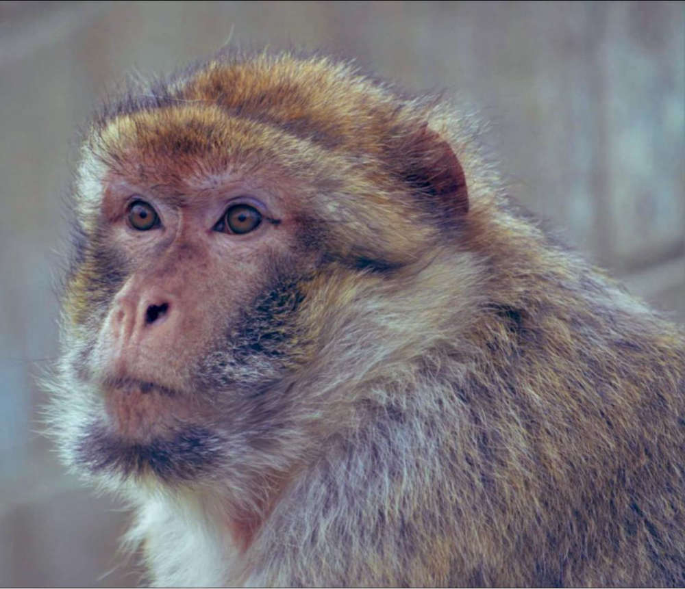 Monkey Haven Says Goodbye To Barbary Macaque Nanushka - Vimarsana News