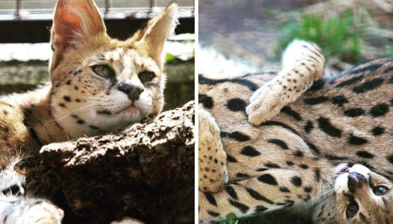 Isle Of Wight MP Seeks To Protect Savannah Cats With Breeding Ban - Vimarsana News