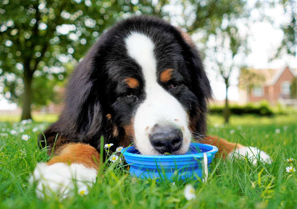 10 ways to keep your dogs cool in the heat
