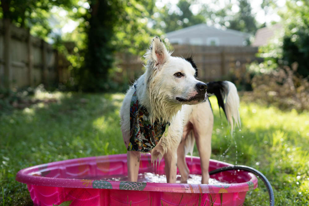 10 ways to keep your dogs cool in the heat