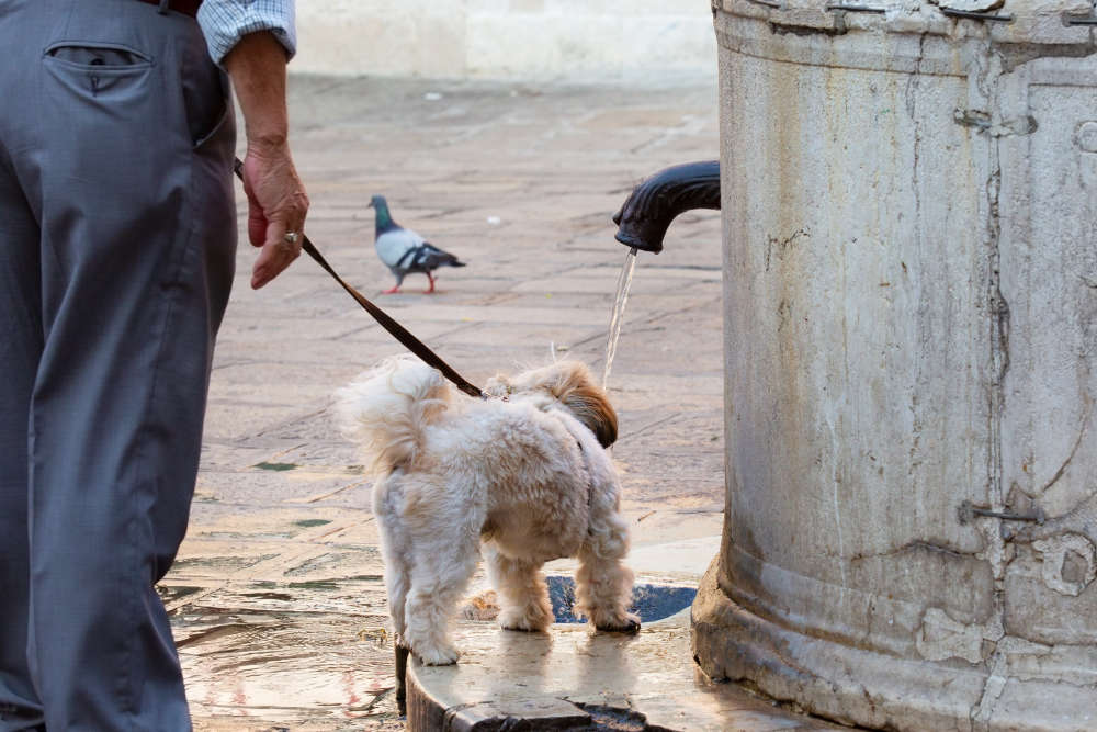 10 ways to keep your dogs cool in the heat