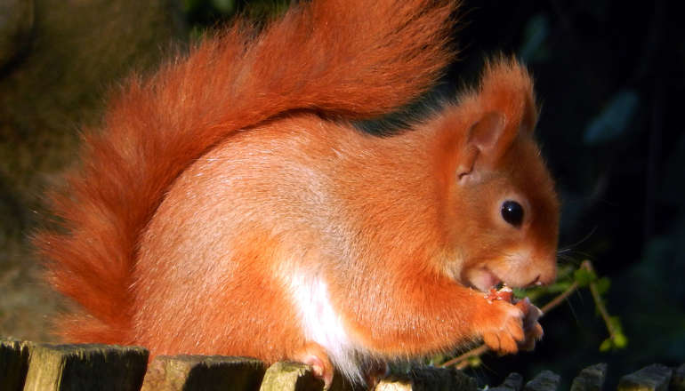 Kitemark Scheme Dream For Today's Red Squirrel Appreciation Day
