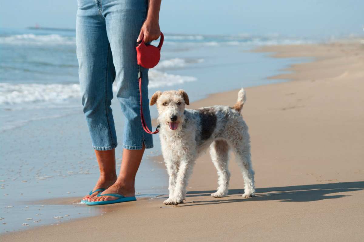 does filey beach allow dogs