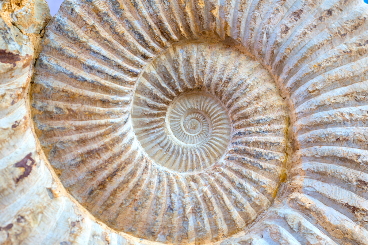 Yorkshire Fossil Festival Highlights Importance Of Yorkshire Coast ...