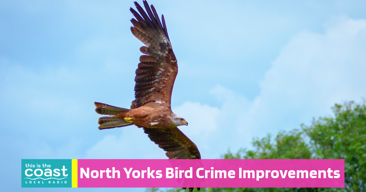 Bird Crime Remains a Challenge in North Yorkshire - This is the Coast