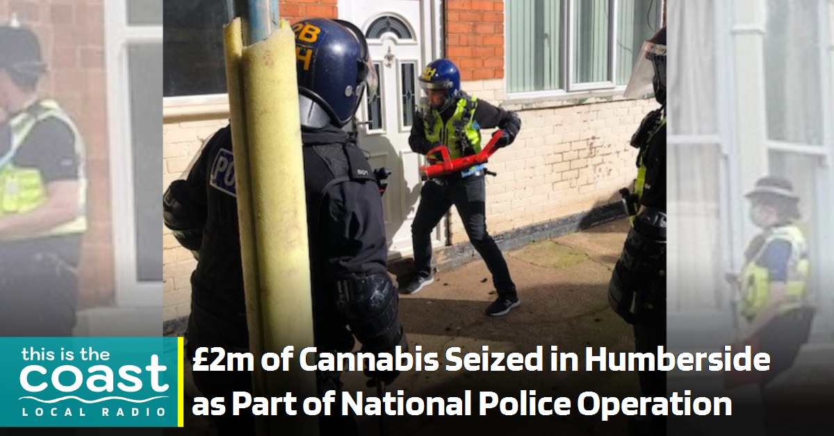 £2m of Cannabis Seized in Humberside Area as Part of National Police ...