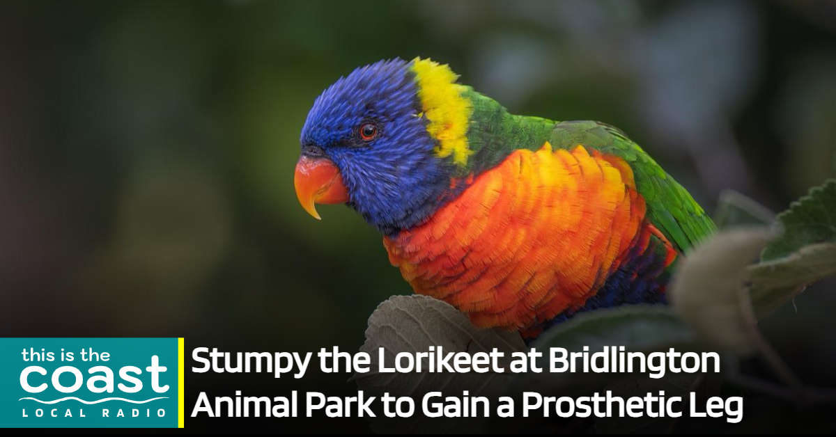 Stumpy the Lorikeet at Bridlington Animal Park to Gain a Prosthetic Leg ...