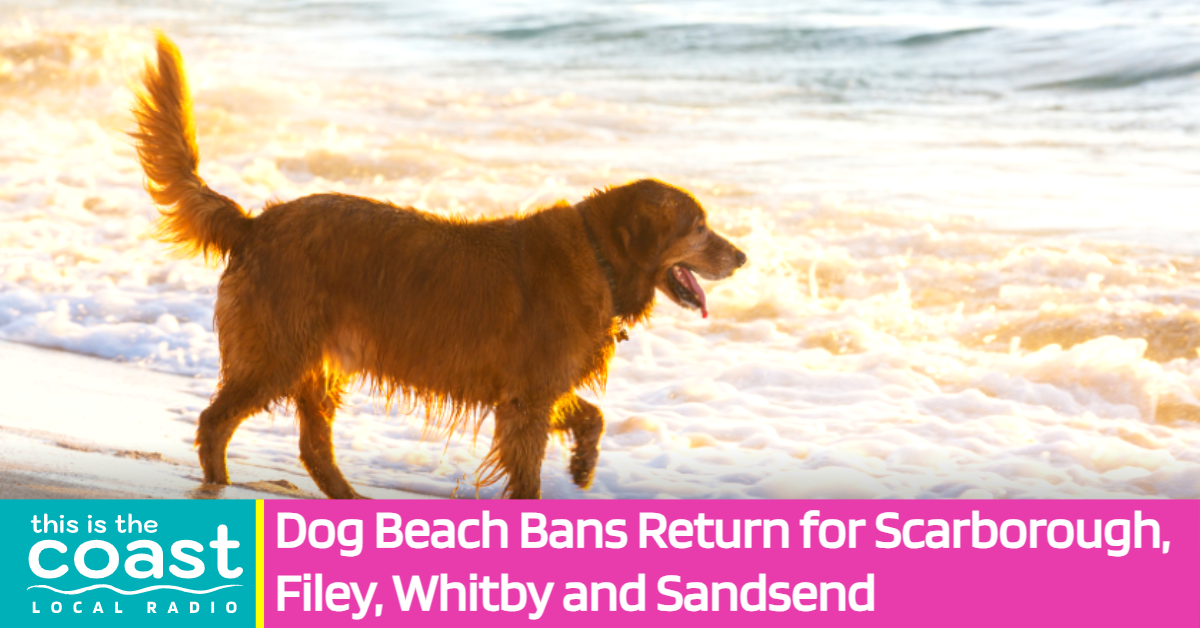 Dog Beach Bans Return for Scarborough, Filey, Whitby and Sandsend 