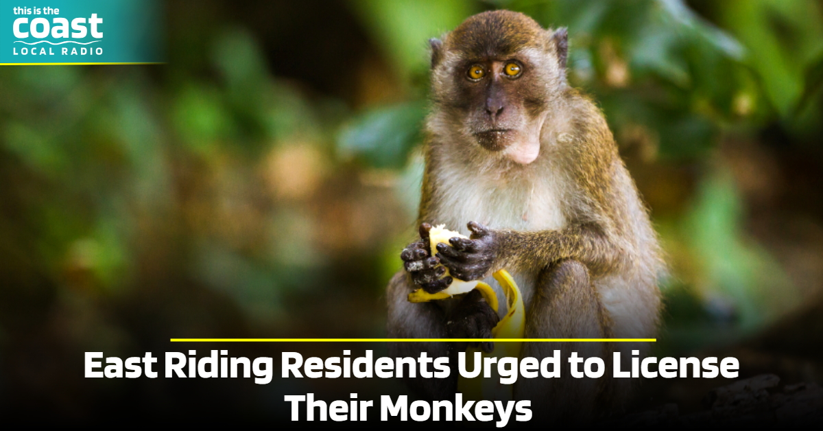 East Riding Residents Urged to License Their Monkeys - This is the Coast