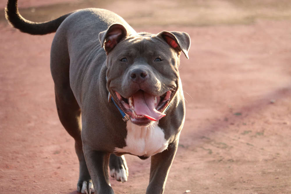 are pitbulls banned in ontario