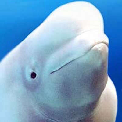 Beluga from Marineland sent to U.S. aquarium dies