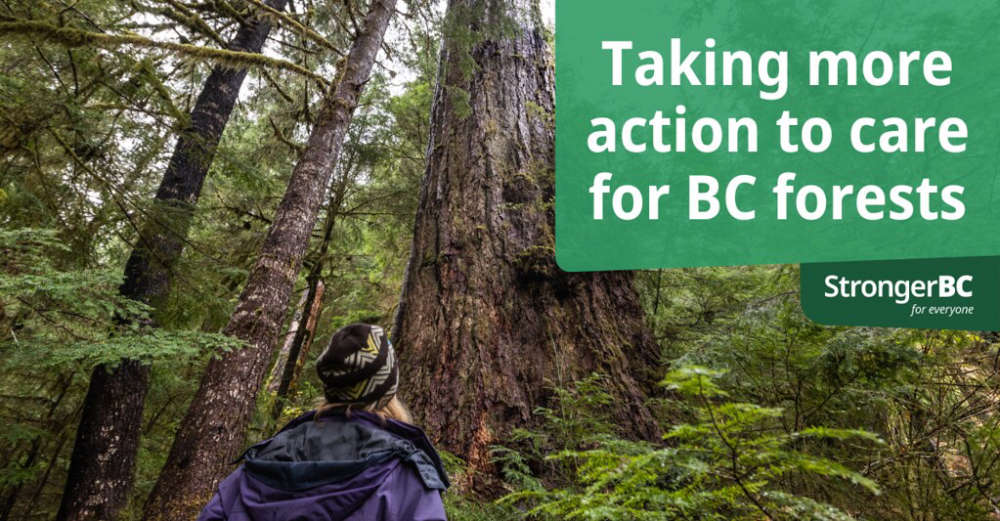 B.C. Introduces New Measures On Old Growth, Innovation, Forest ...