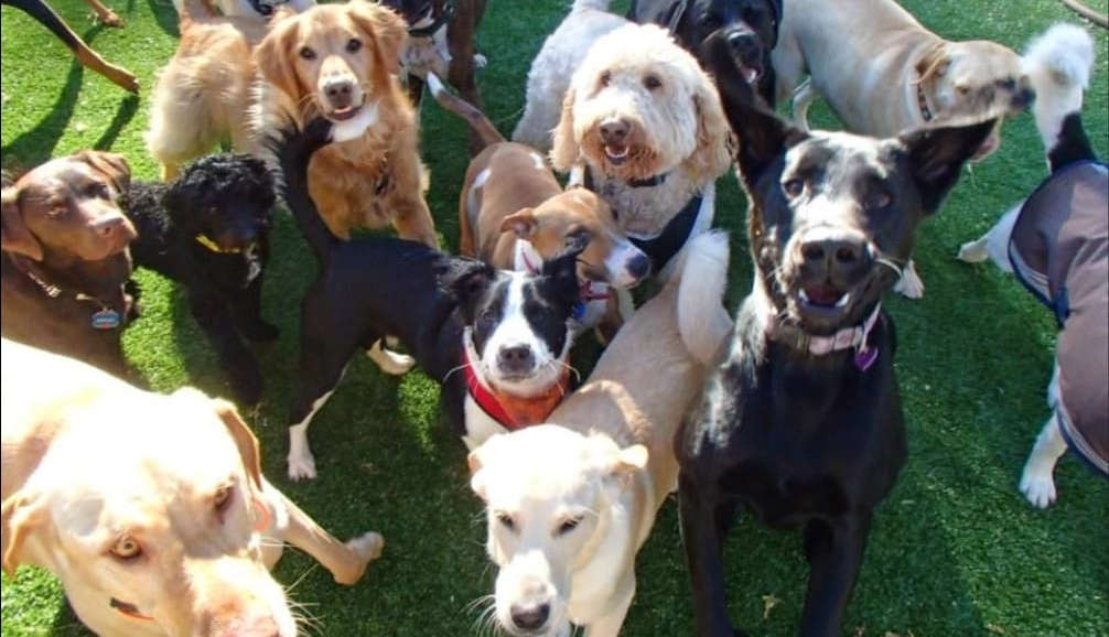 'Pups in the Park' event for doglovers coming to Lancaster Beyond Radio