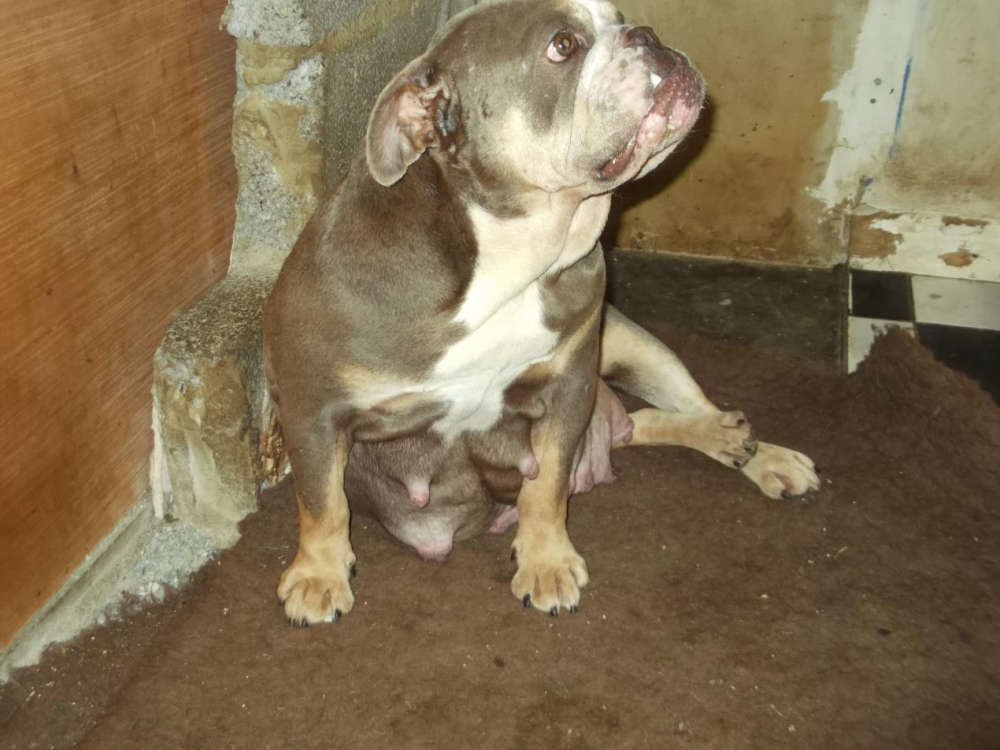 Council investigation leads to conviction for illegal dog breeding and