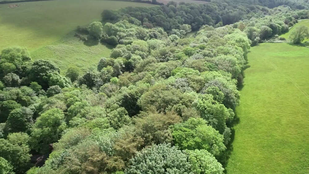 Local couple hope to build a new woodland containing 1,000 trees - 3FM ...