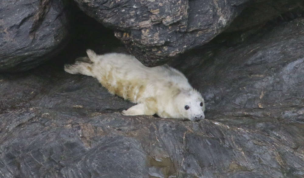 baby-seal-needs-new-name-3fm-isle-of-man