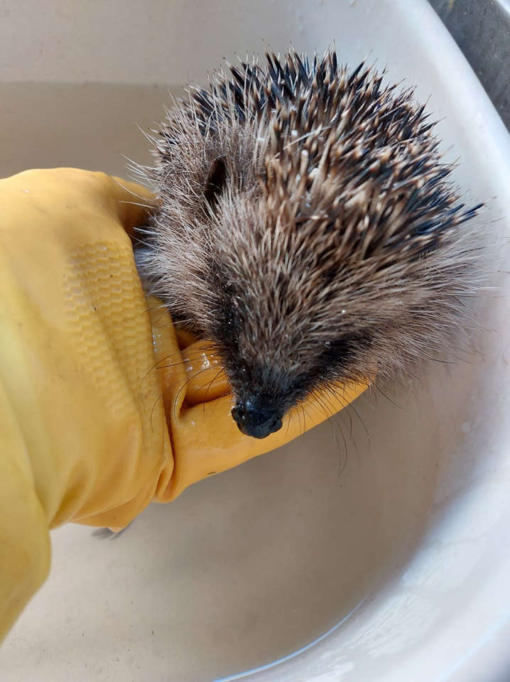 'Hedgehog Lady of Peel' saves severely injured hedgehog - 3FM Isle of Man