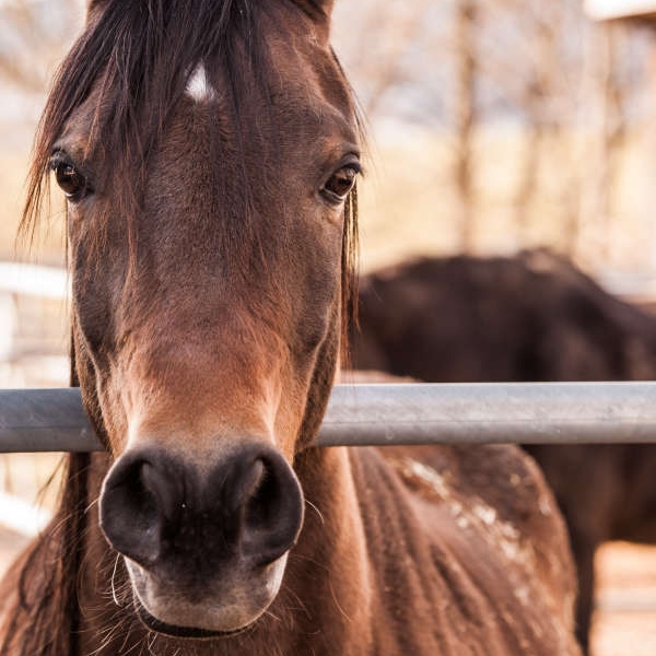 Secret Footage Reveals Alleged Cruelty At Ireland's Only Licensed ...