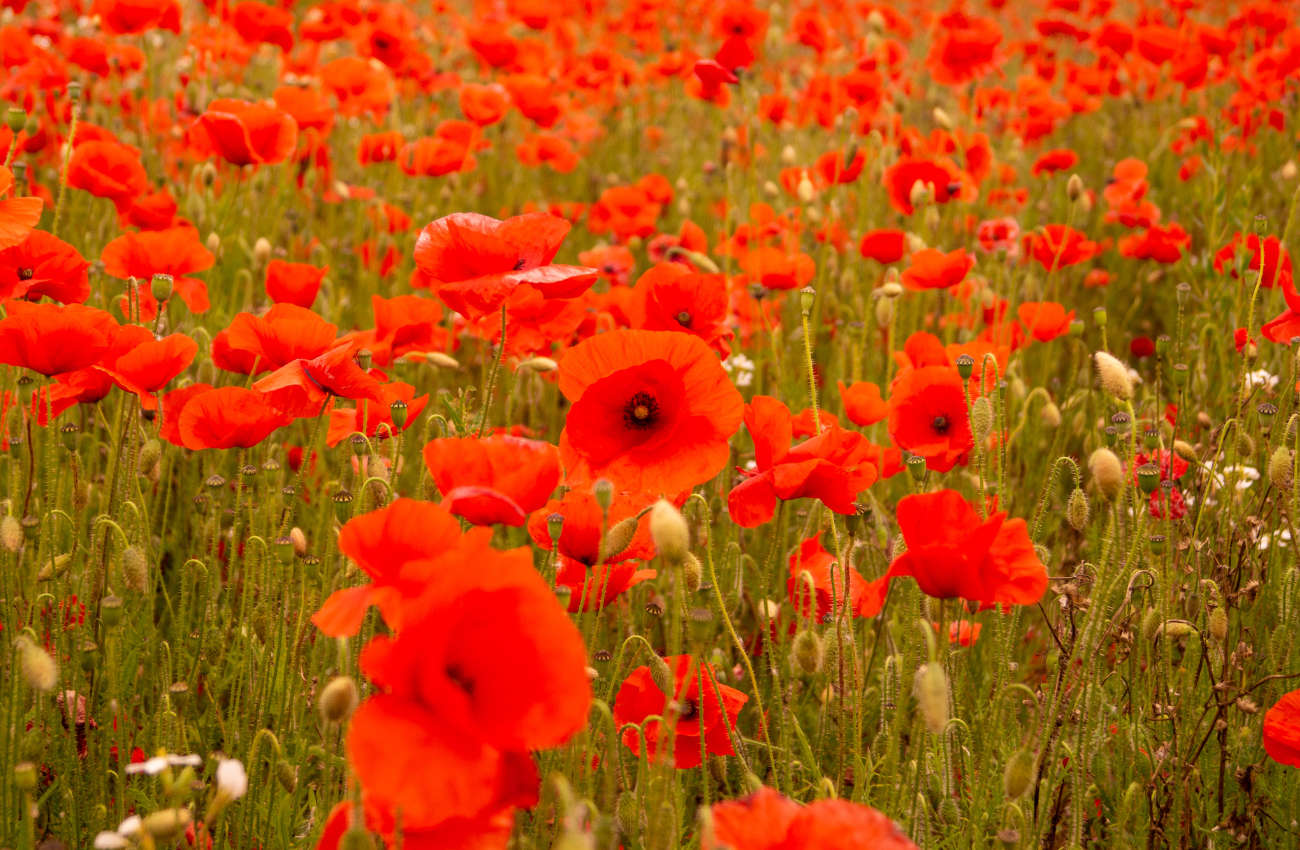 York marks Remembrance Sunday - Jorvik Radio