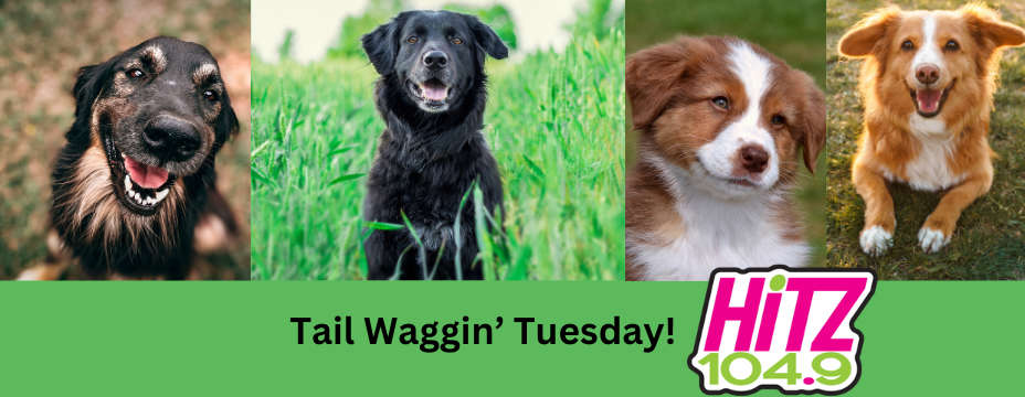 Tail Waggin Tuesdays