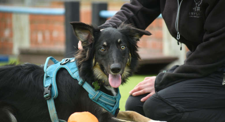 Raystede animal hot sale rescue dogs