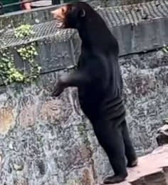 Bear? Or no? - Vimarsana News