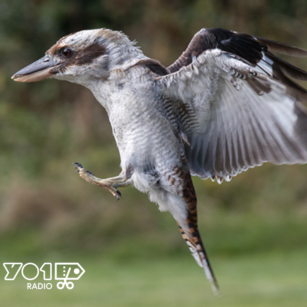 York Bird of Prey Centre Half-Price Family Ticket