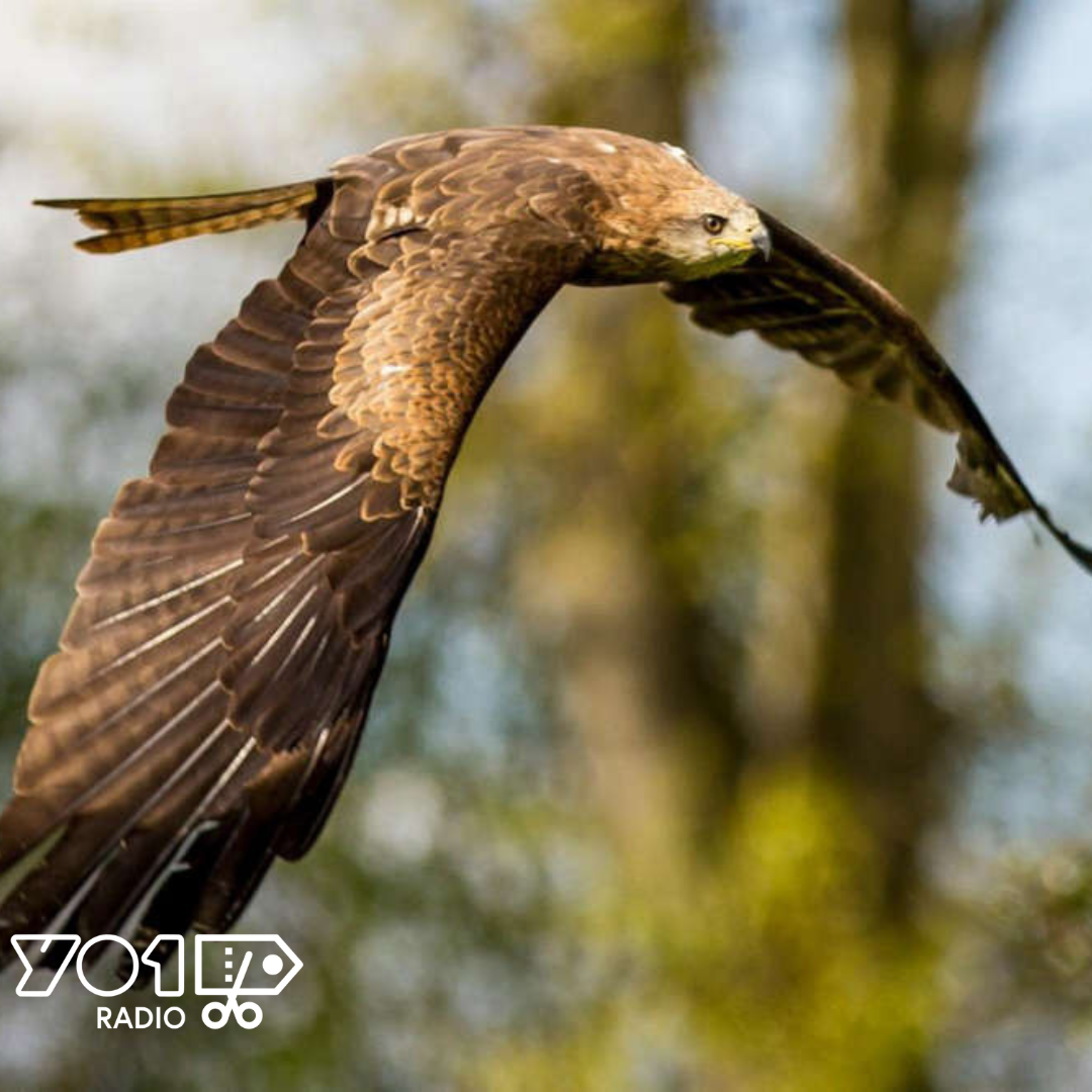 York Bird of Prey Centre Half-Price Family Ticket