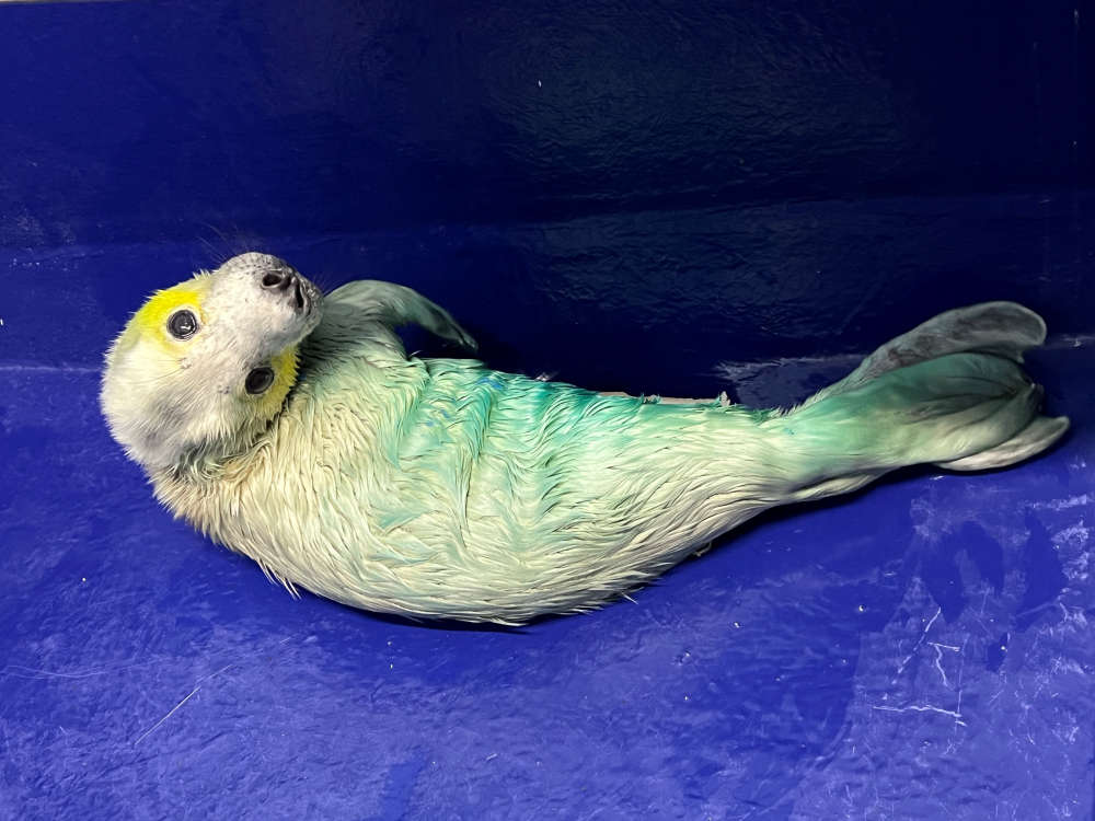 First seal pups arrive at the Cornish Seal Sanctuary as new season