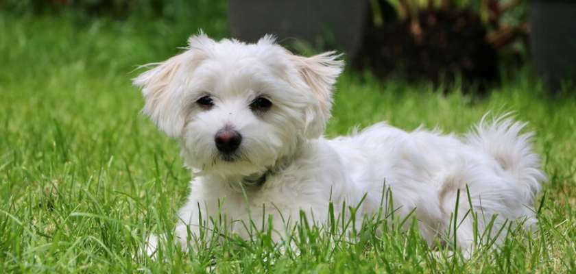 raza de perro mas cariñosa 