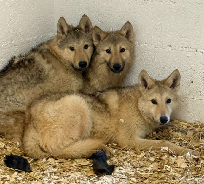 Triple Baby Wolves DNA results confirm breed profile of three 'wolves' found roaming in ...