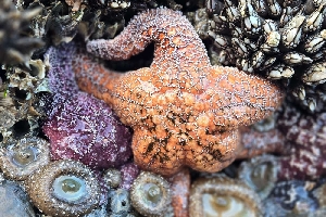 Starfish